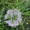 allium montanum